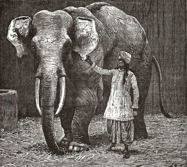 На фото – слон с хозяином